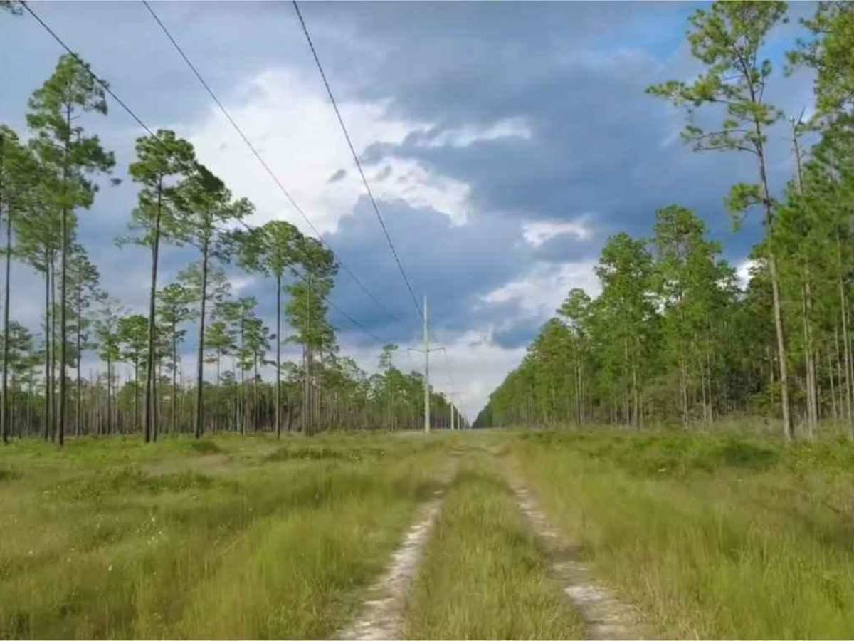 Cary State Forest - Thomas Creek Tract photo 3