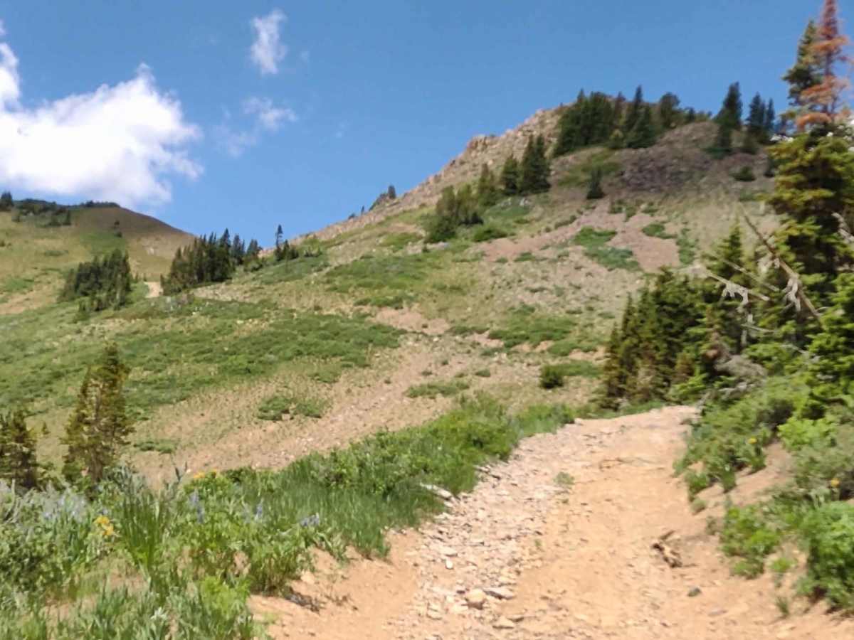 Revenue Gulch Cottonwood (72) photo 2