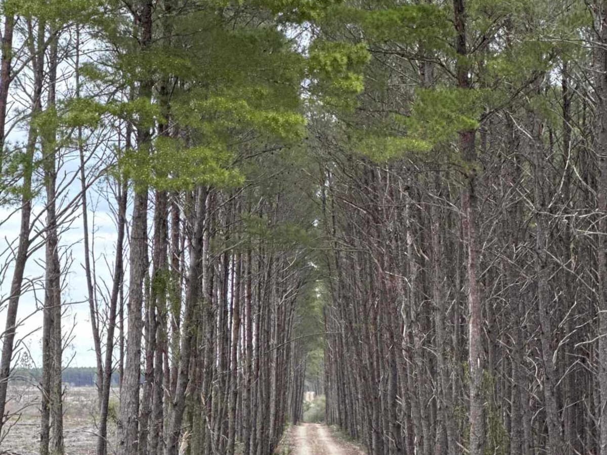 Silver Lake Road trail photo