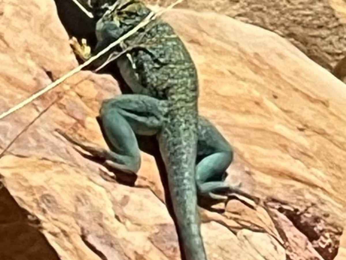Lazy Lizard - FR 9600S trail photo