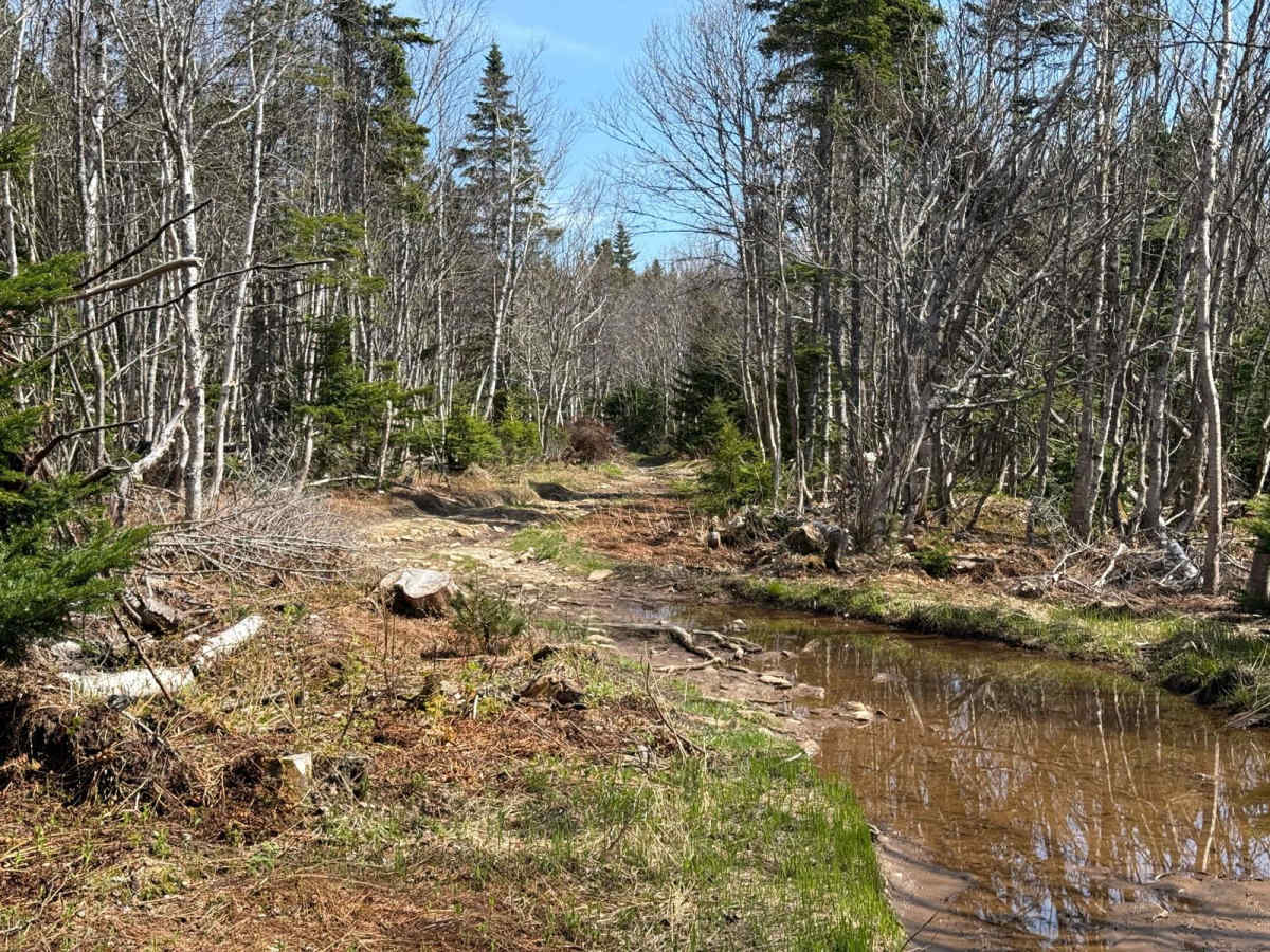 McMillan Flowage Trail photo 6