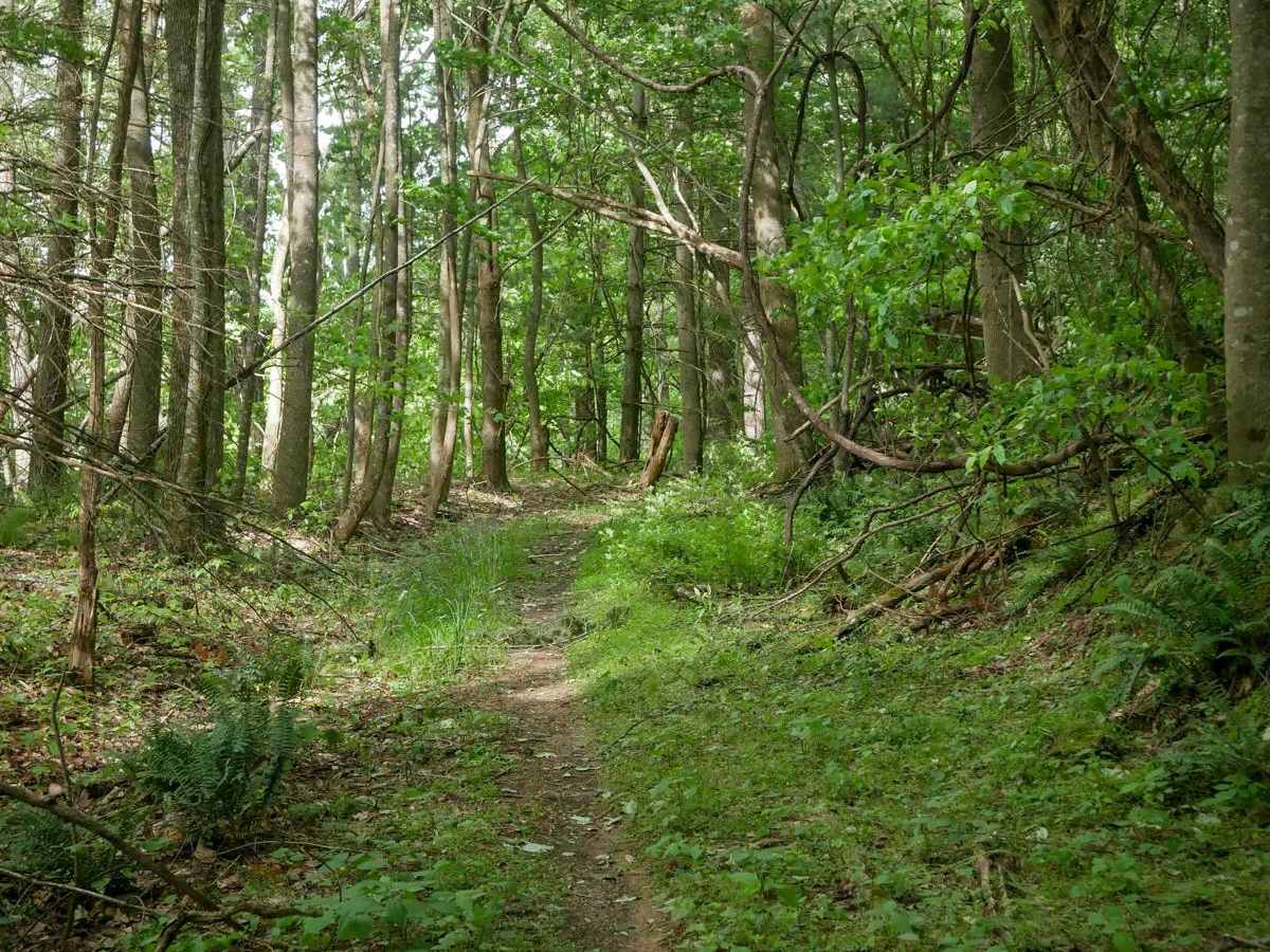 MV929 trail photo