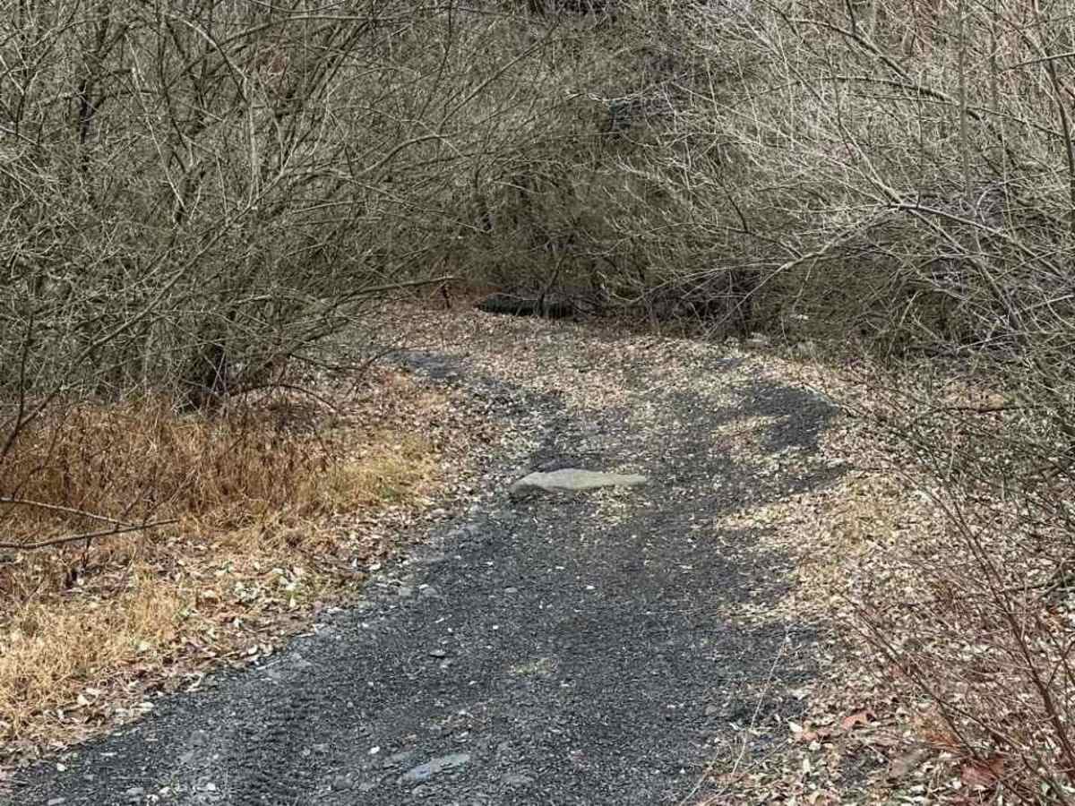 Locust Gap 25 photo 4