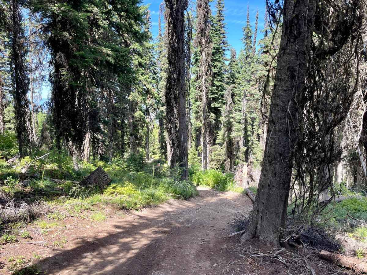 Wild Bill Truman Creek Trail photo 4