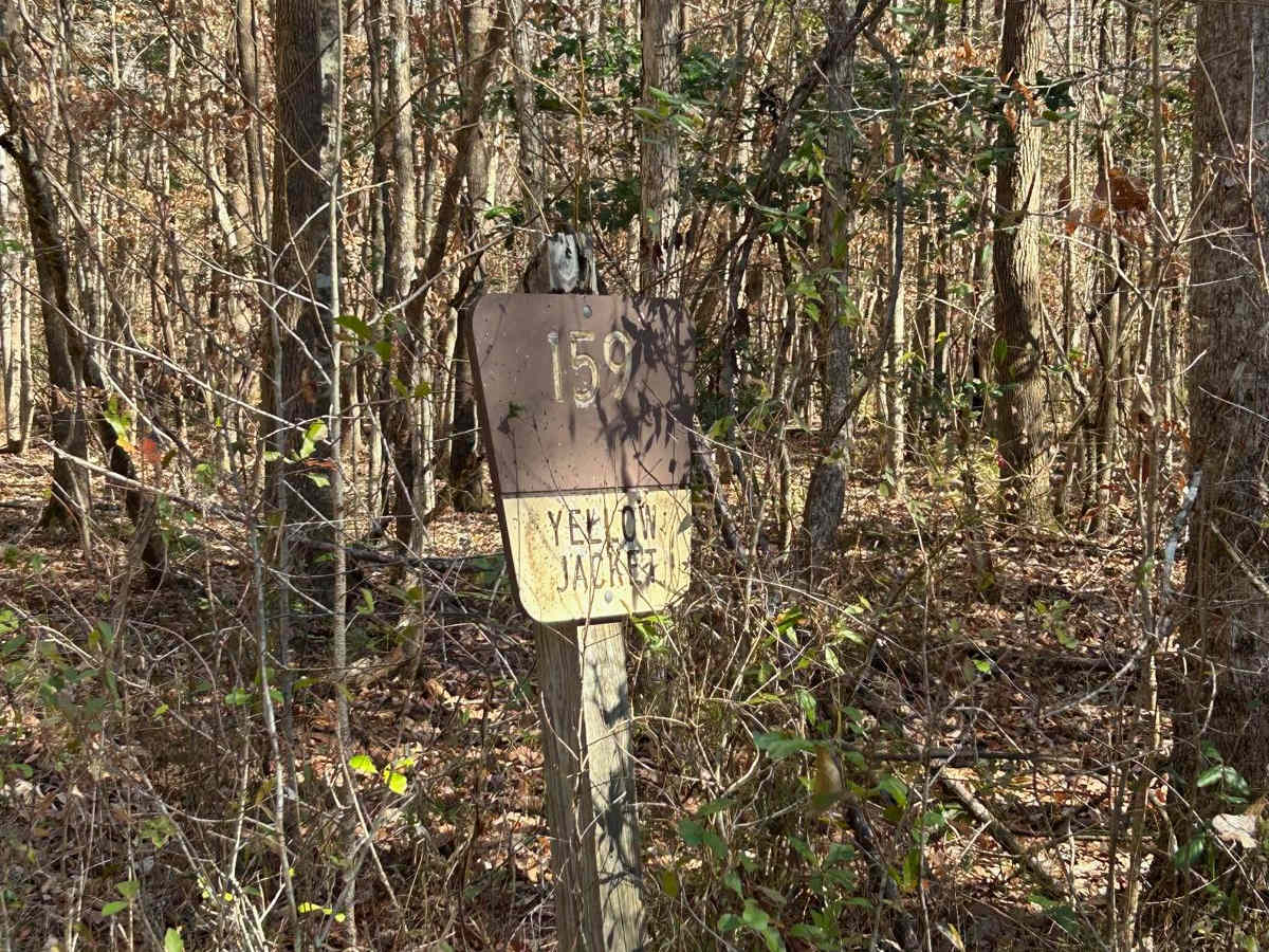 Yellow Jacket Road - FSR 159 trail photo