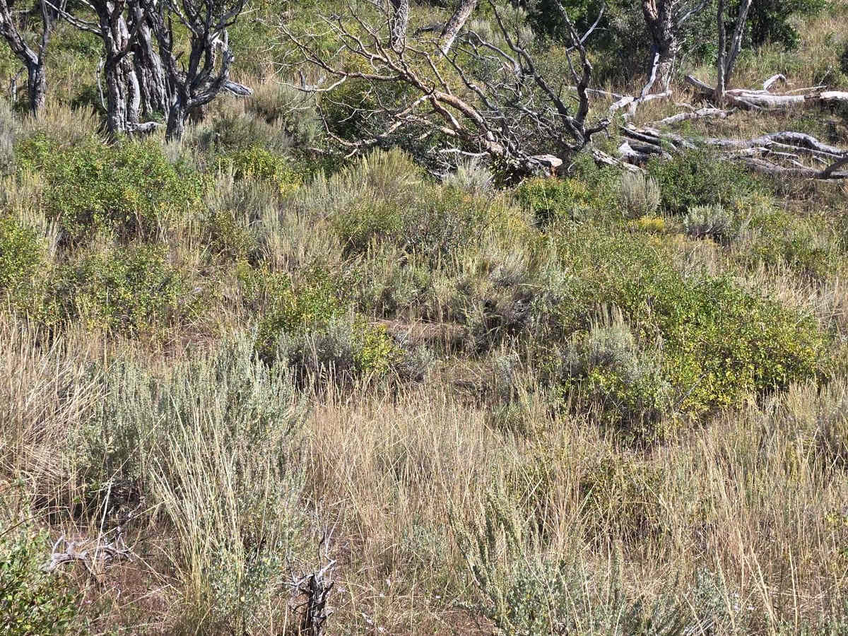 FS 40439 Loop trail photo
