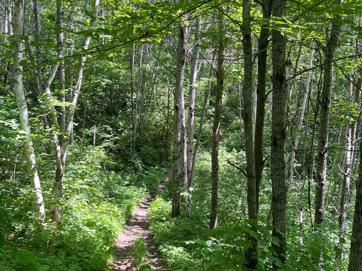 Paul Bunyan South Border photo 3