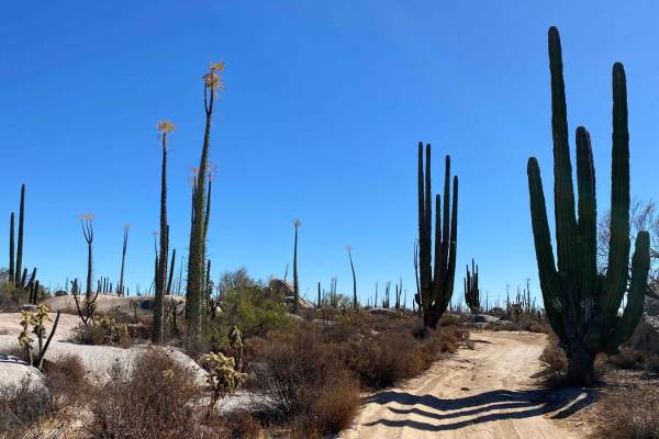 Los Cirios Trail