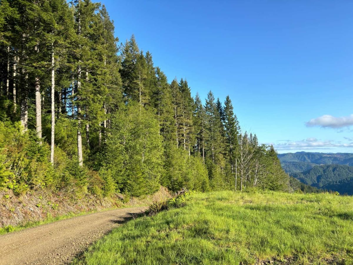 Jones Creek Road photo 3