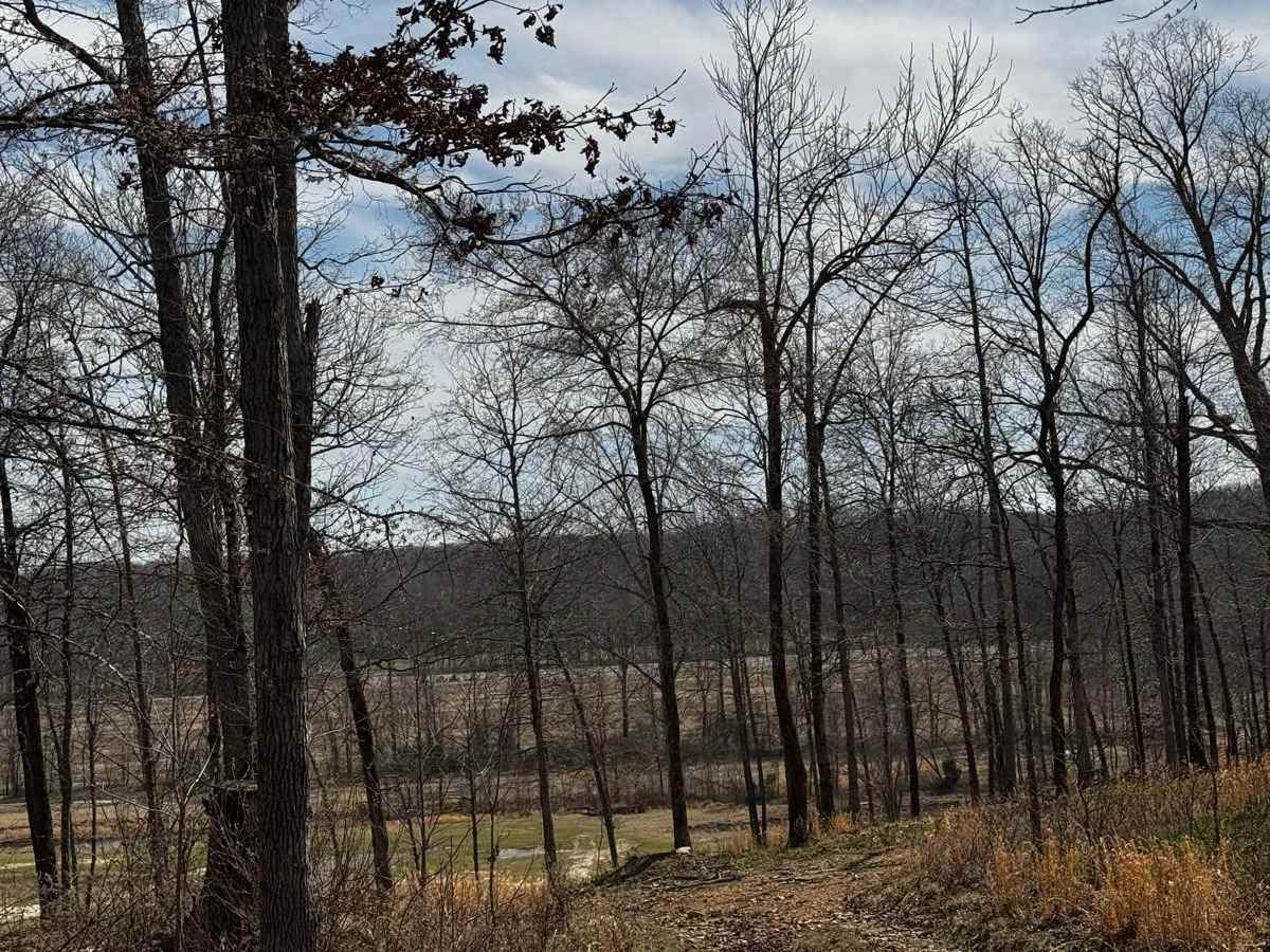 Hilllside Backtrack trail photo