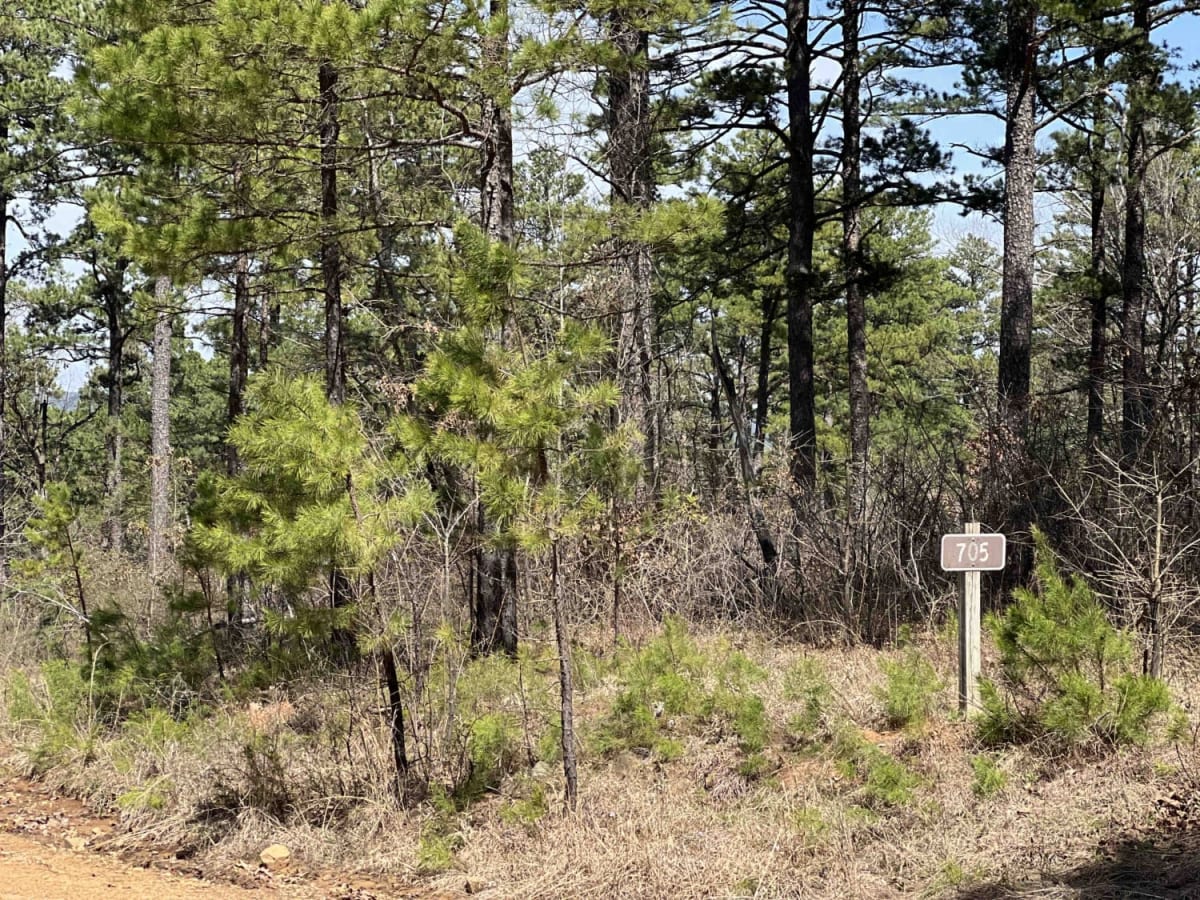 Taylor Branch 705 trail photo