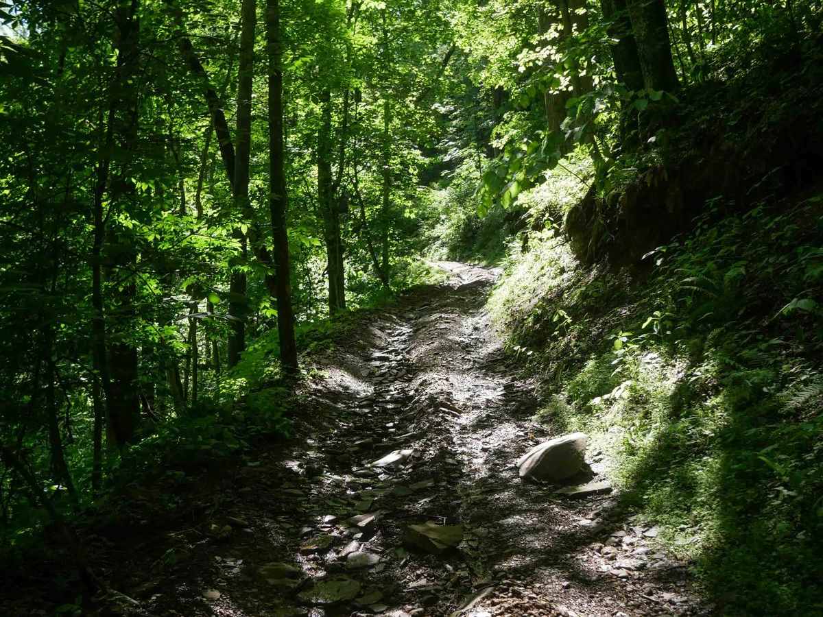 CC49 photo 4