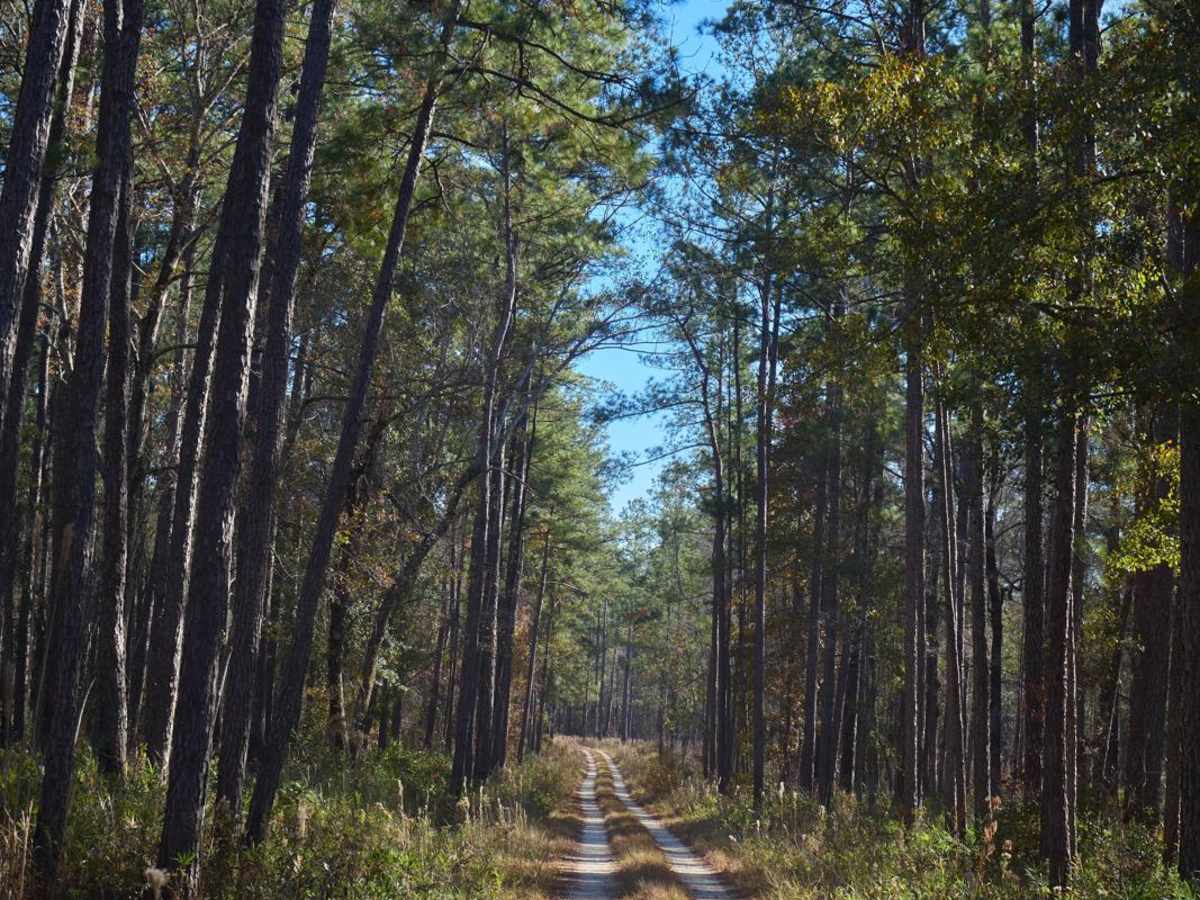 Chicken Creek Access - FSR 204B photo 5