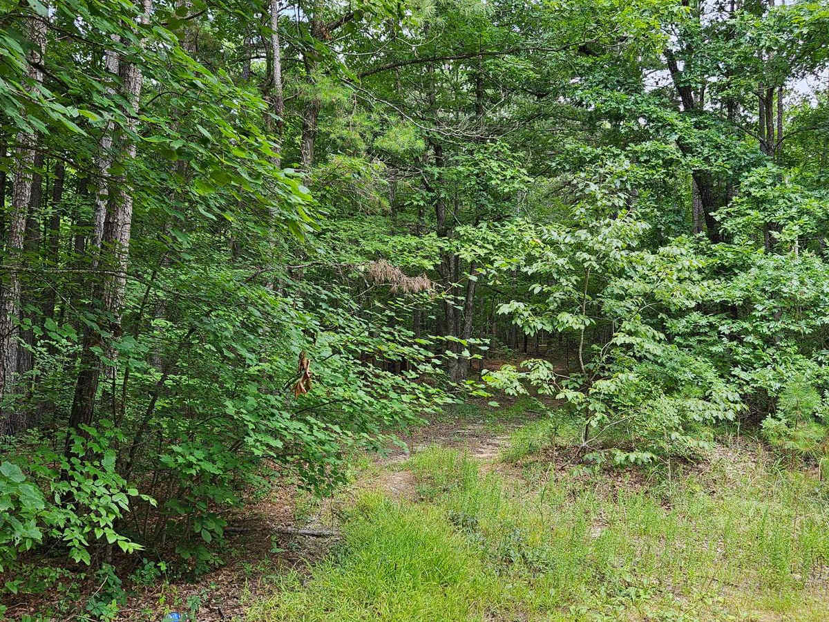Camp Roy - FSR 3208 photo 6
