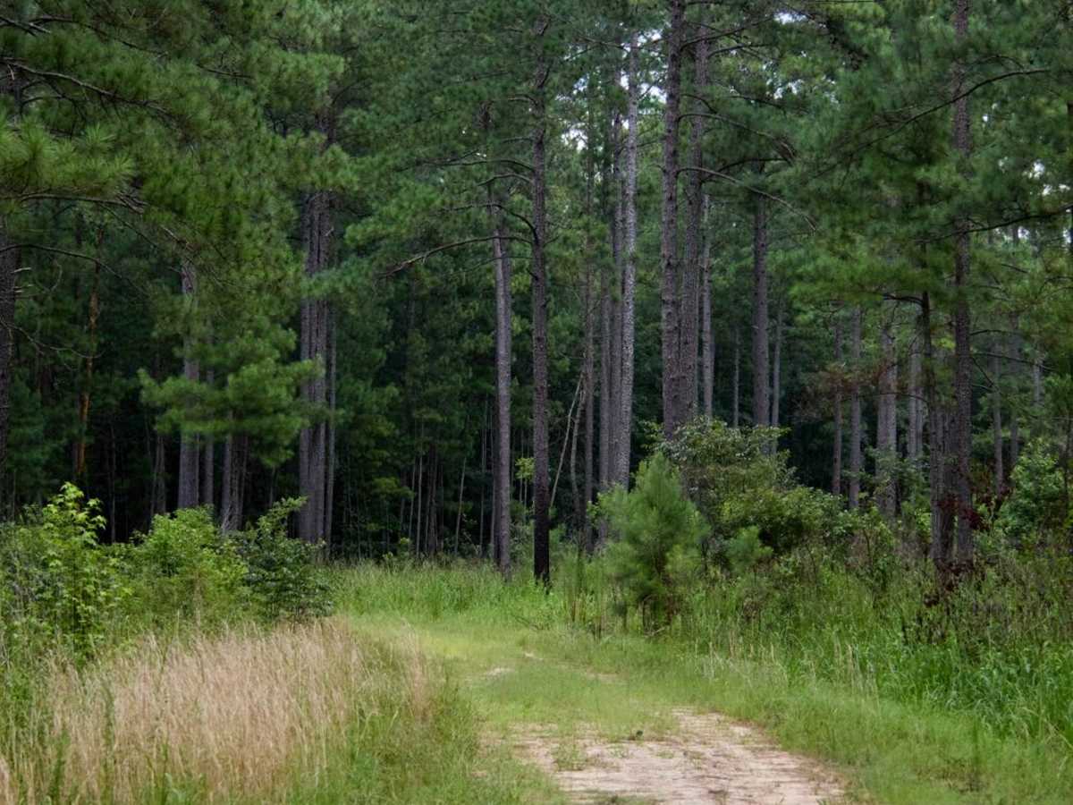 Inner Gregory Field Loop photo 3
