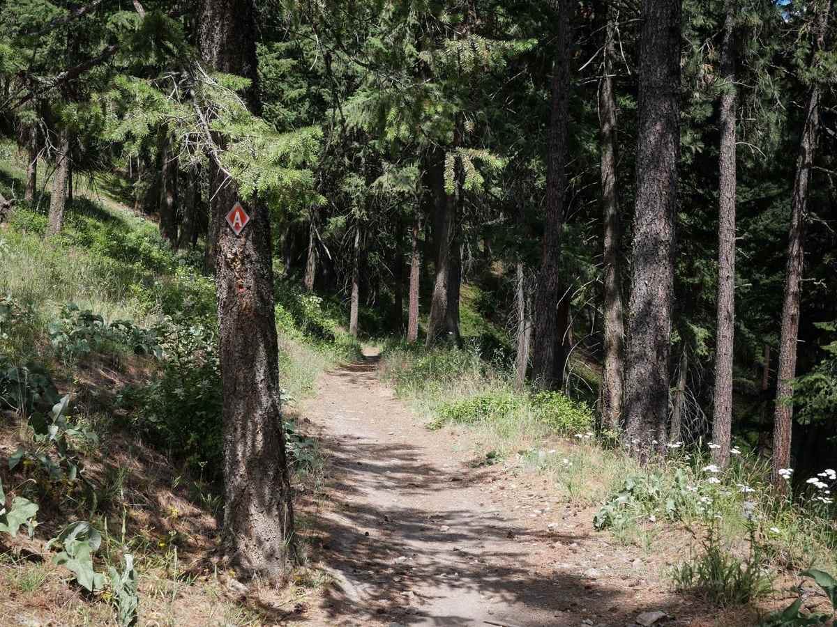 Canfield Mountain - Trail A (West) trail photo