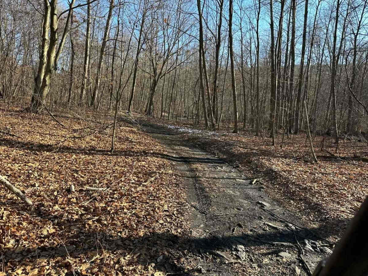 Locust Gap 12 photo 6