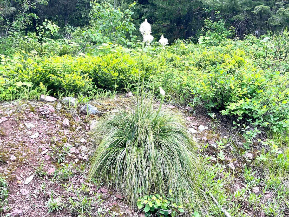 South Cottonwood photo 5
