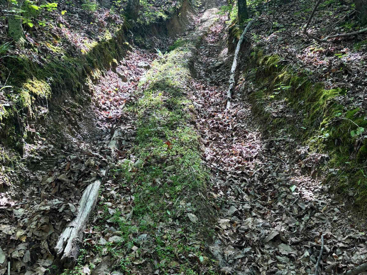 Termulis photo 3