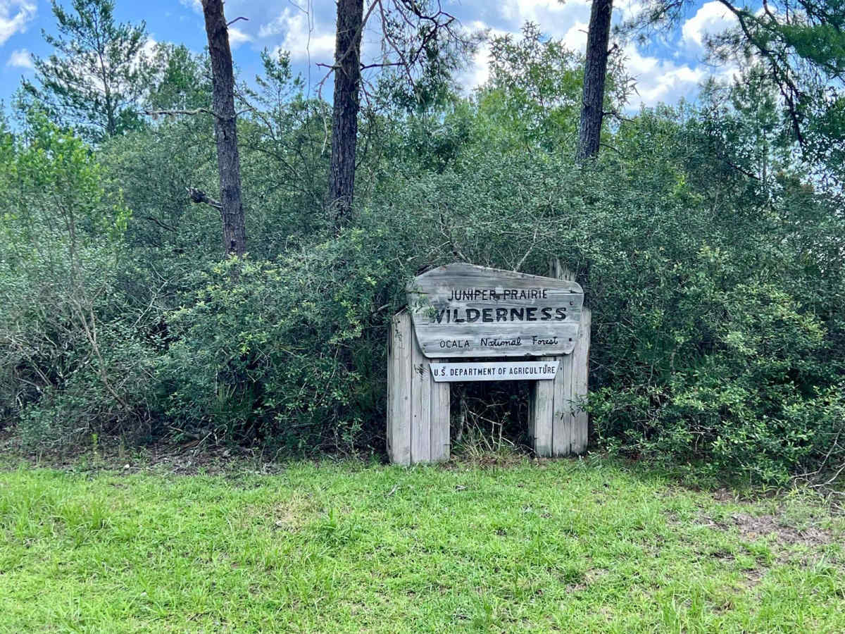 Ocala National Forest | Trail 33 photo 2