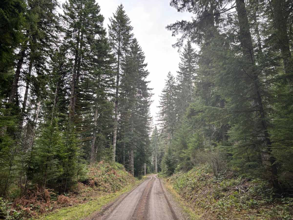 McGregor Road photo 5