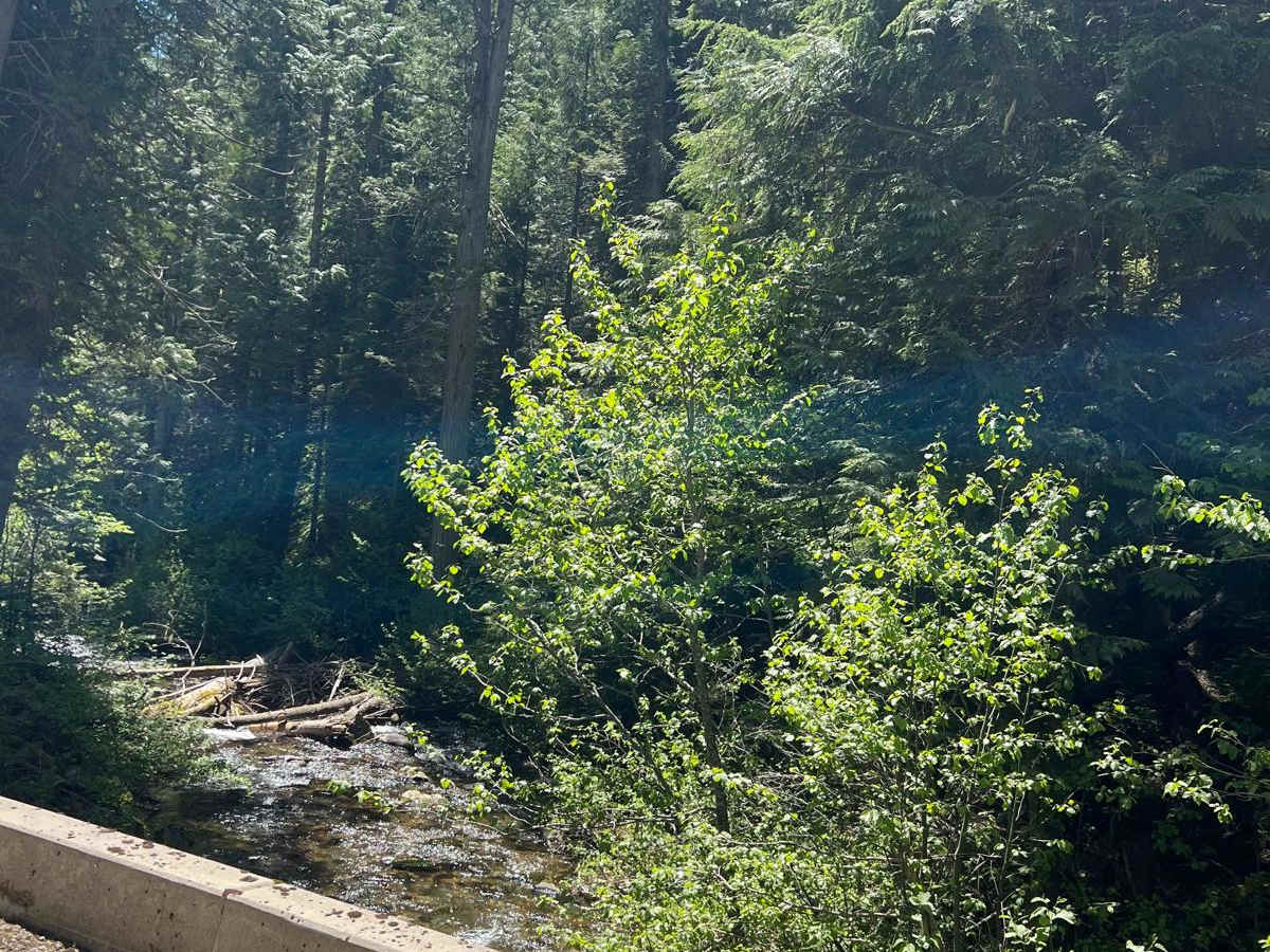 Bird Creek Divide photo 2