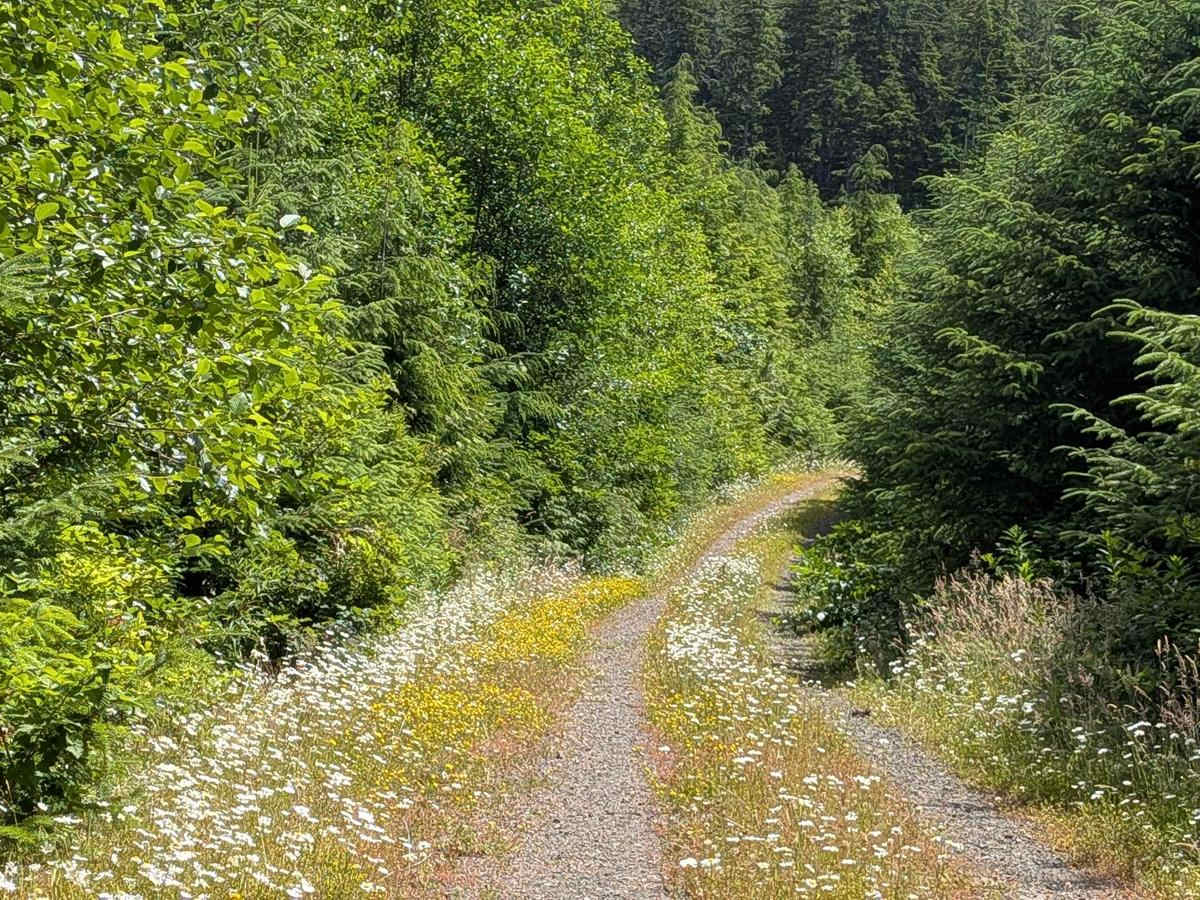 Hecht Bear Ridge Lookout Trail photo 3
