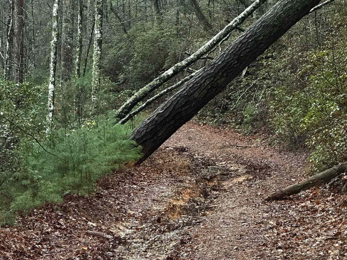 Falls Branch Road - FSR 2 photo 5