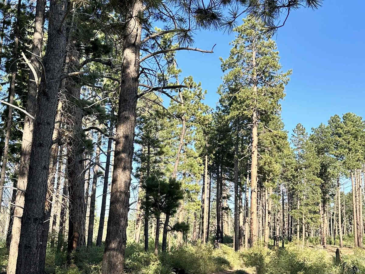 Swamp Point and North Bass Trailhead photo 3