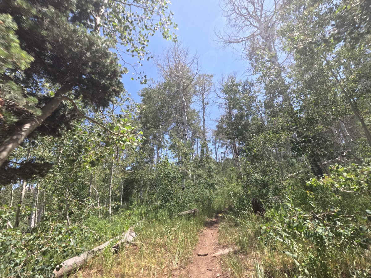 Lizard Lake - FS 8069 photo 4