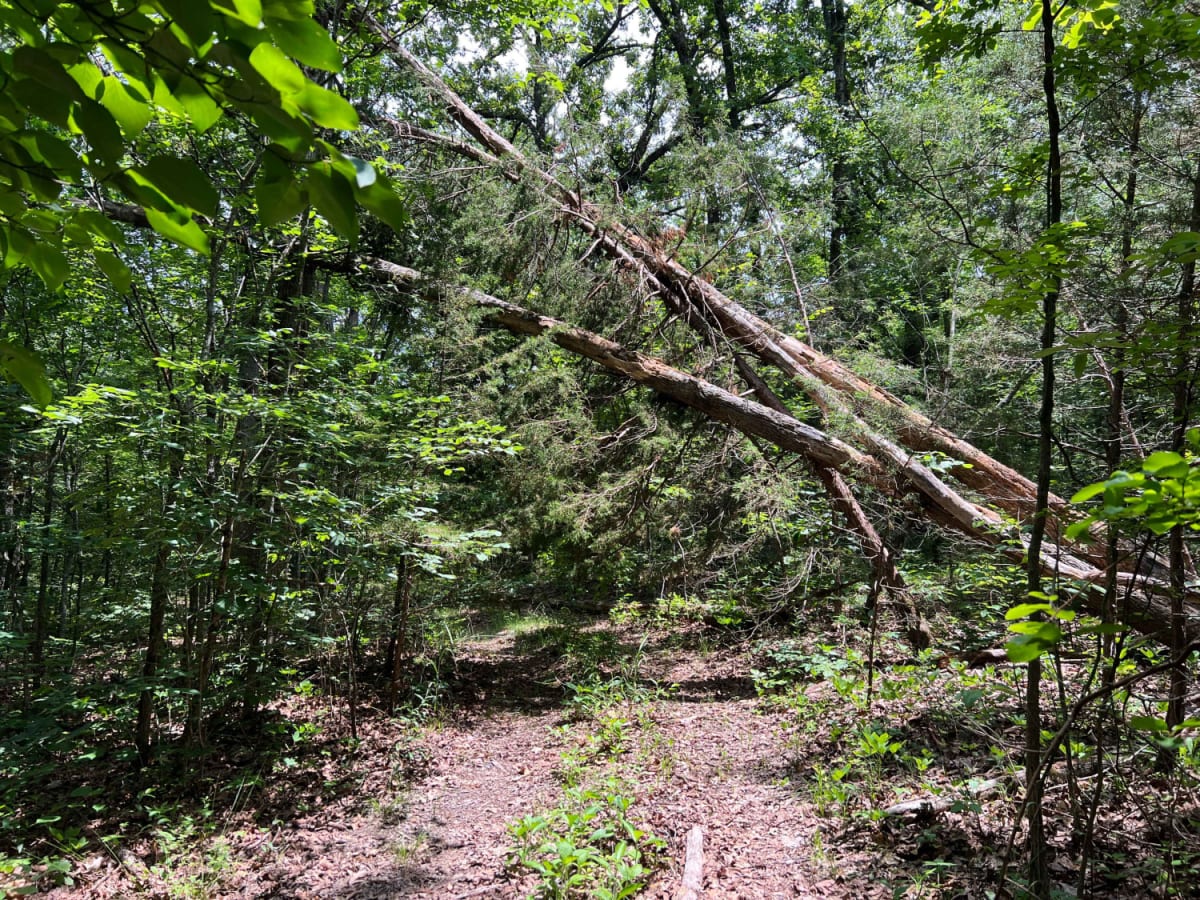Williams Branch photo 4