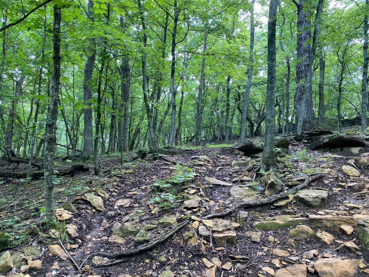 Z Hill photo 4