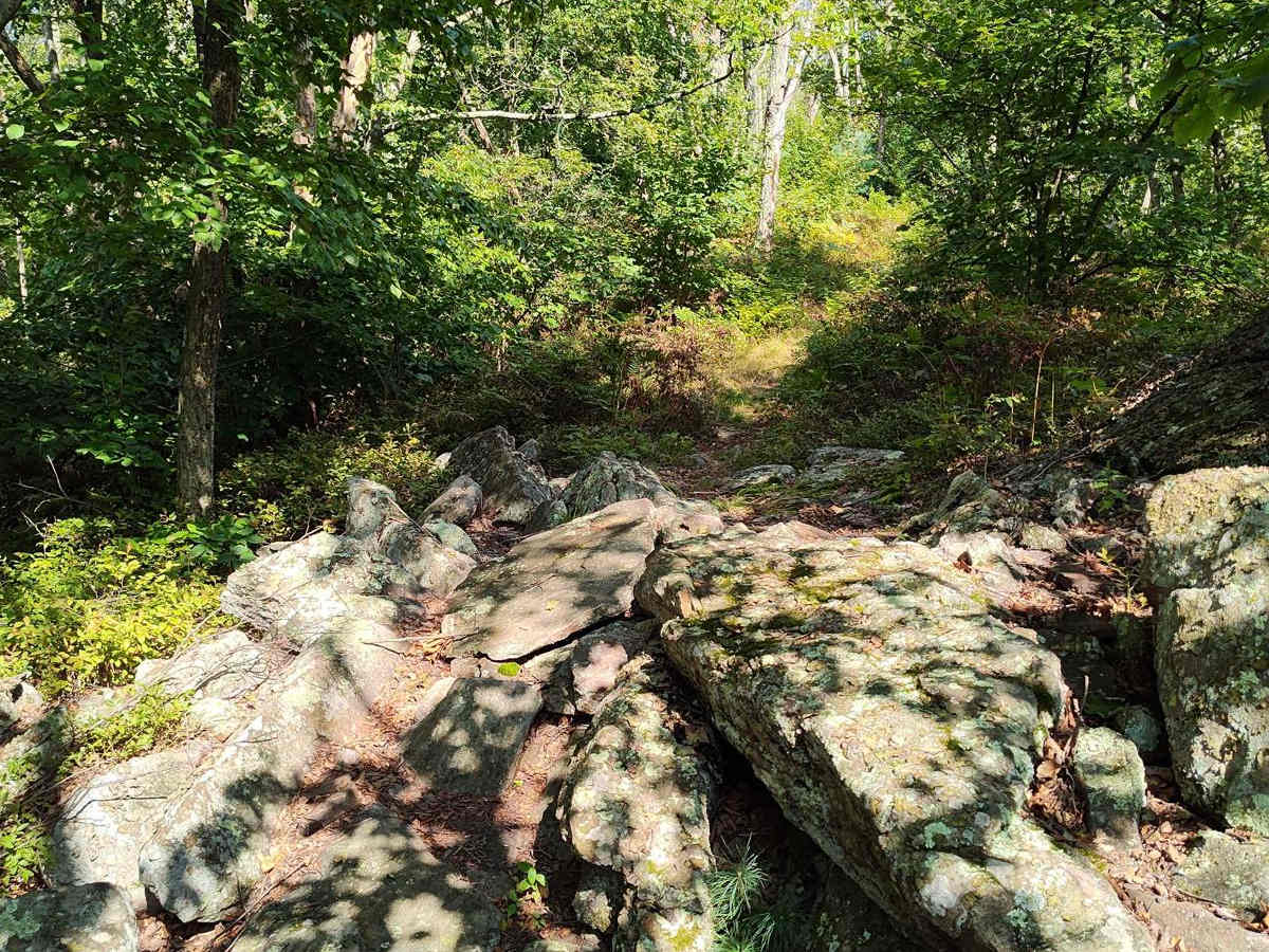 Middle Ridge Trail - Single Track photo 6
