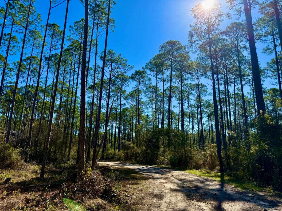 Forest Road 360-A trail photo