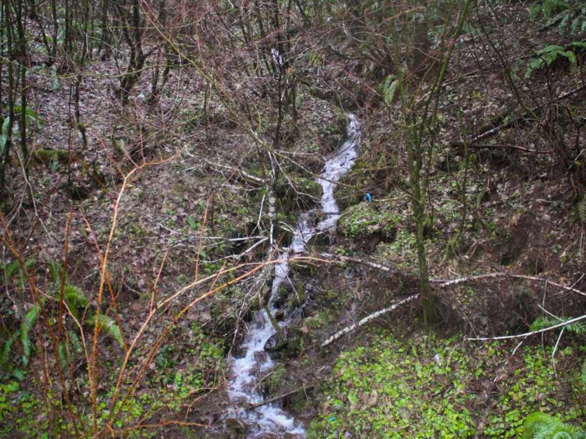 Capitol State Forest Smooth Cruise photo 6