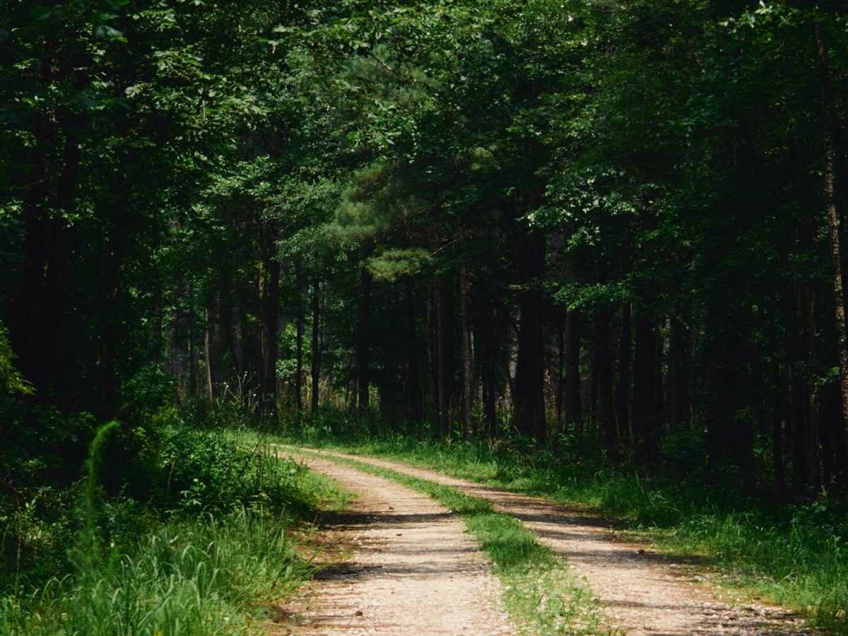 Jackie Lake Road - FSR 155 photo 2