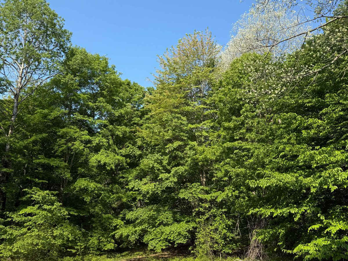 Brush Field Trail photo 4