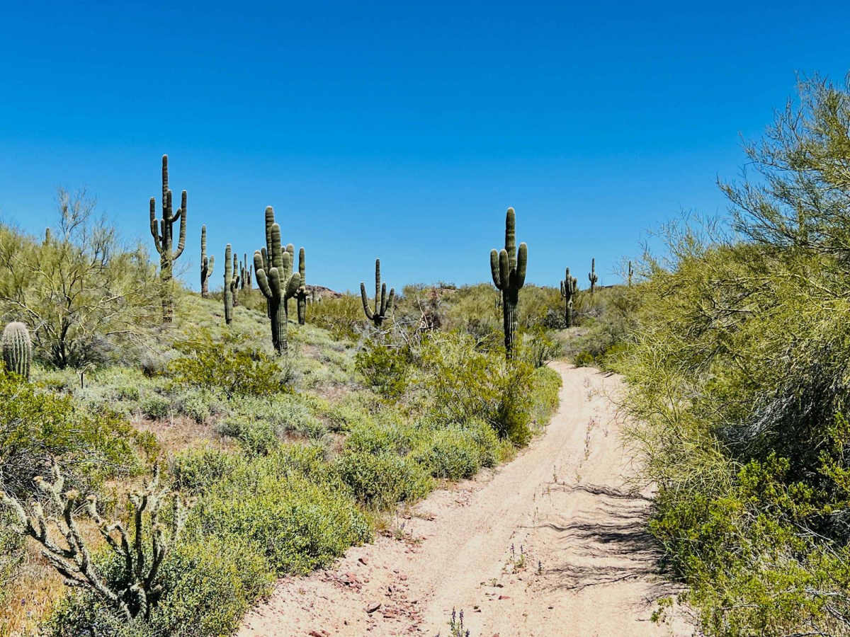 Jimmie Wash Bypass trail photo