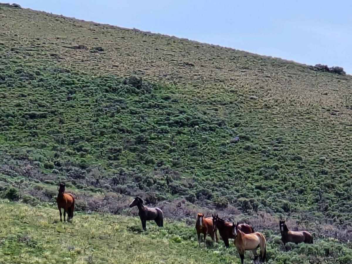 Horse Basin to Dry Gulch trail photo