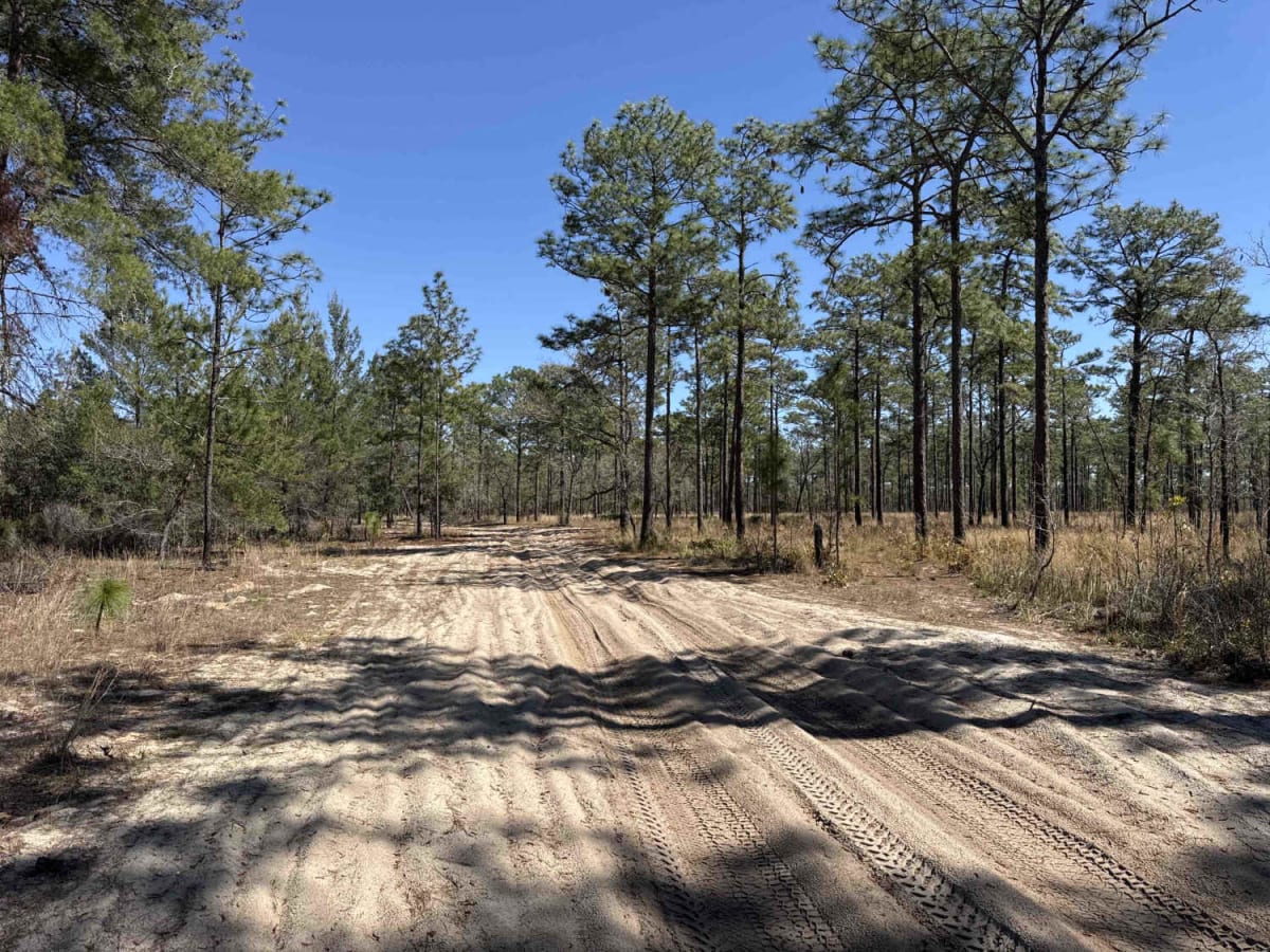 Ocala National Forest Road 8 photo 2