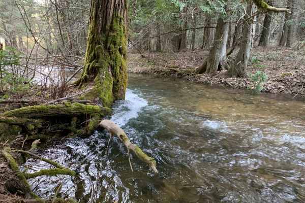 Brown Creek/Downy Creek (207)