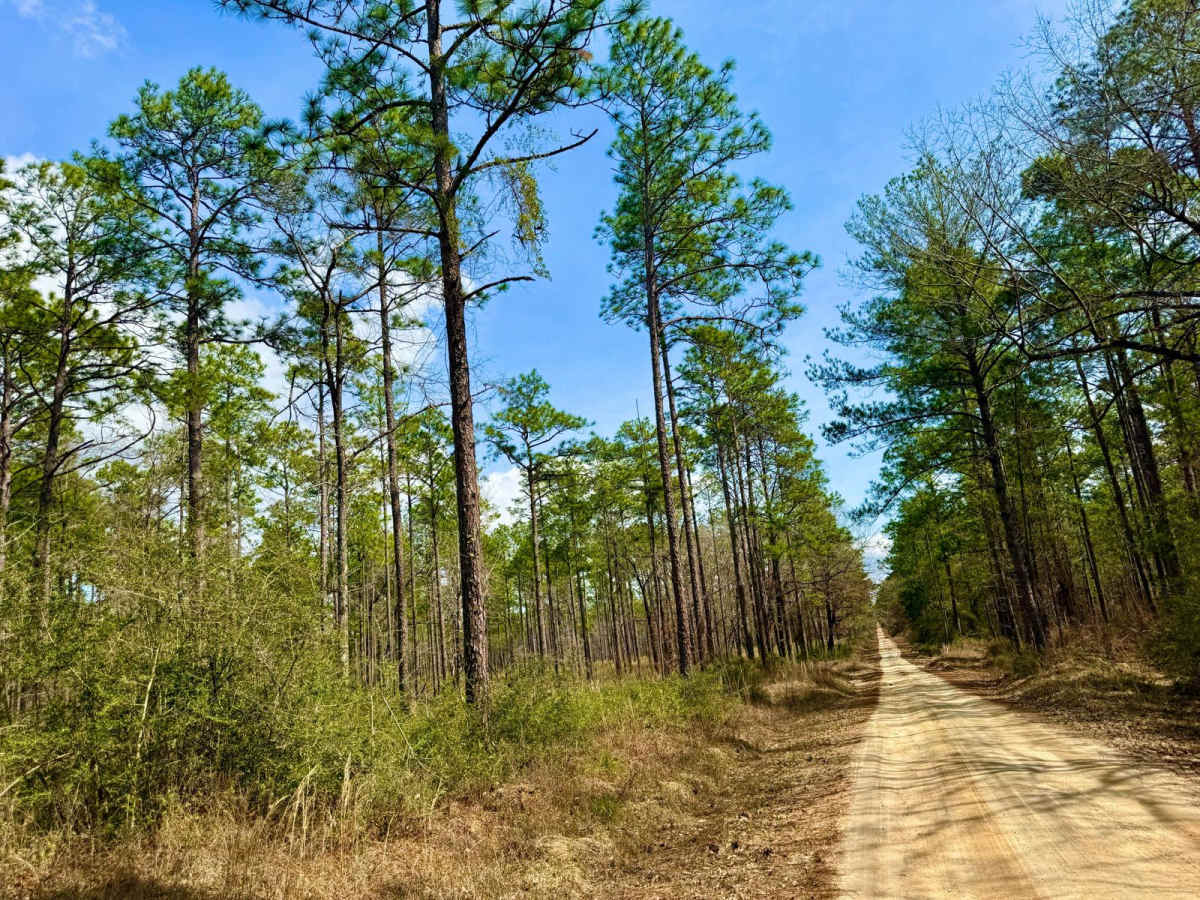 Grab mill Rd/ XC Rd FS 305 trail photo