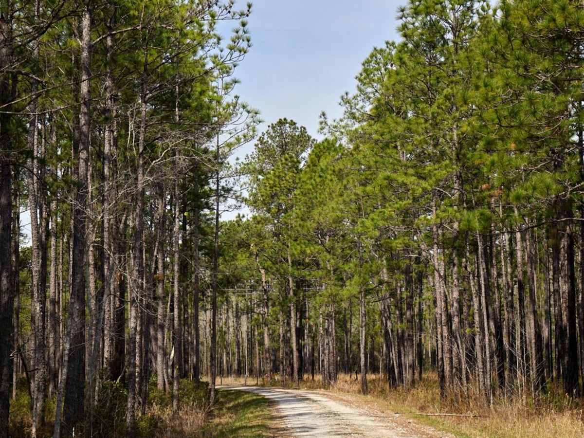 Bob Morris Road - FSR174 photo 5