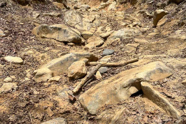 Rattlesnake