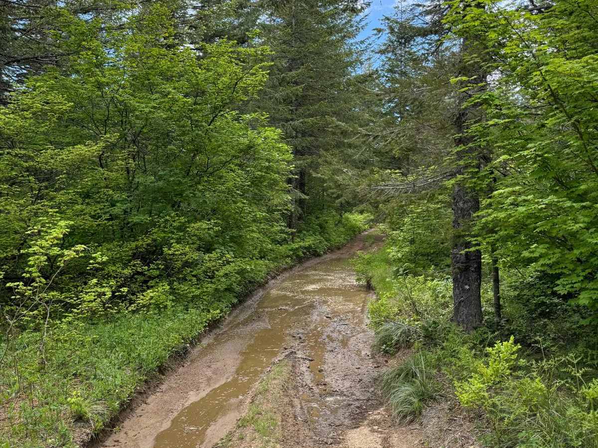 4104504 - Deep Woods Adventure trail photo