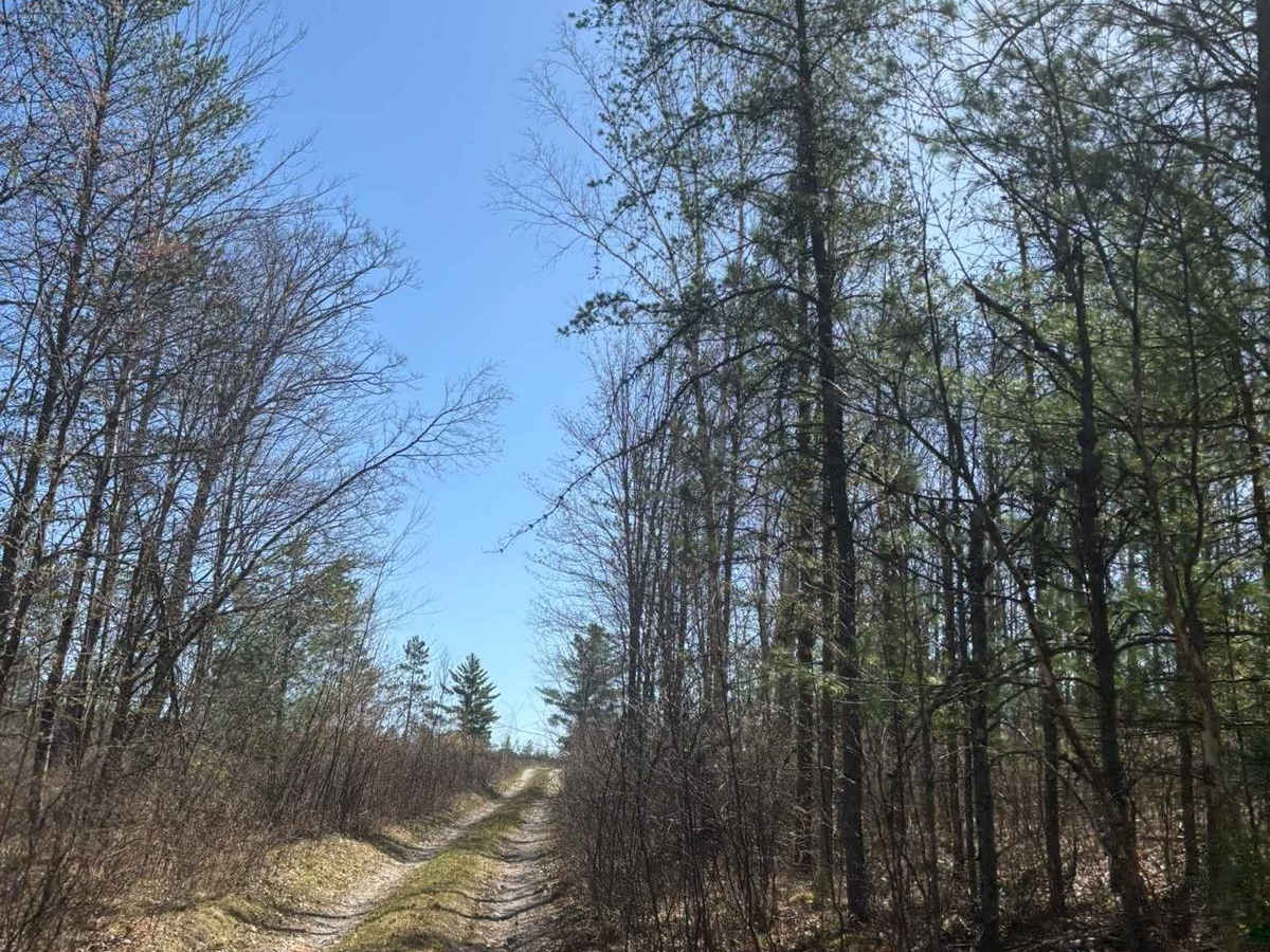 Forest Road 2073 trail photo