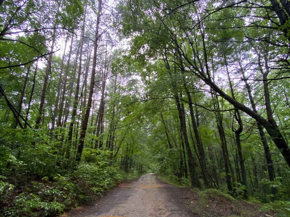 FS 83 (Bull Mountain Rd.) photo 3