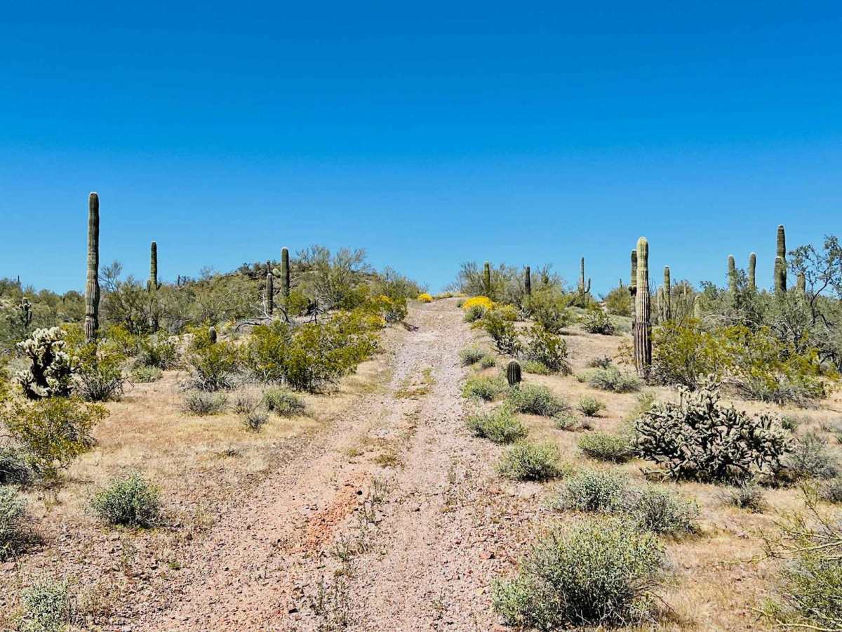 9089 Bravo trail photo