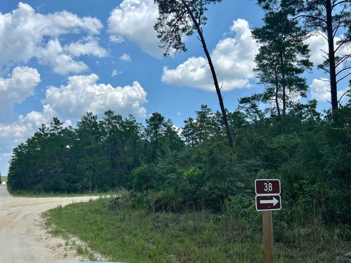Ocala National Forest | Trail 38 trail photo