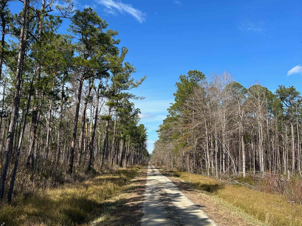 Horse Island Road - FSR162 photo 2